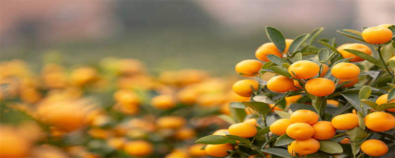 金弹子盆景怎么养护 金弹子盆景怎么养护常识