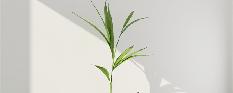 盆栽植物怎么养才茂盛 怎样养花长得茂盛