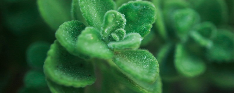 碰碰香插一片叶子能活吗 碰碰香插枝能活吗