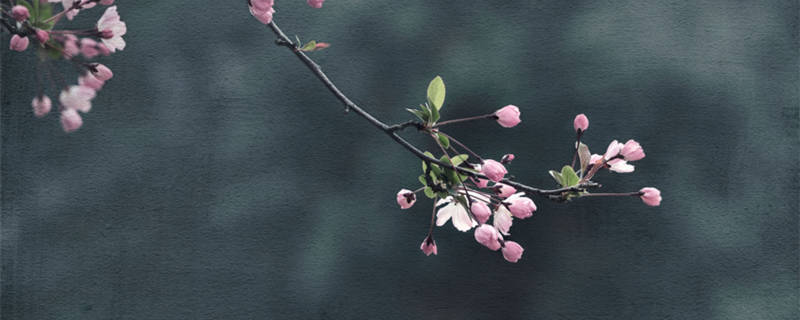 海棠花的花语和寓意 红色海棠花的花语和寓意