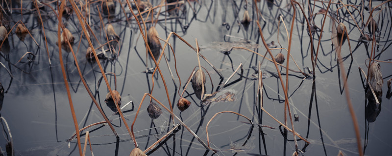 植物的茎和叶由什么发育而来 植物的根由什么发育而来茎和叶由什么发育而来