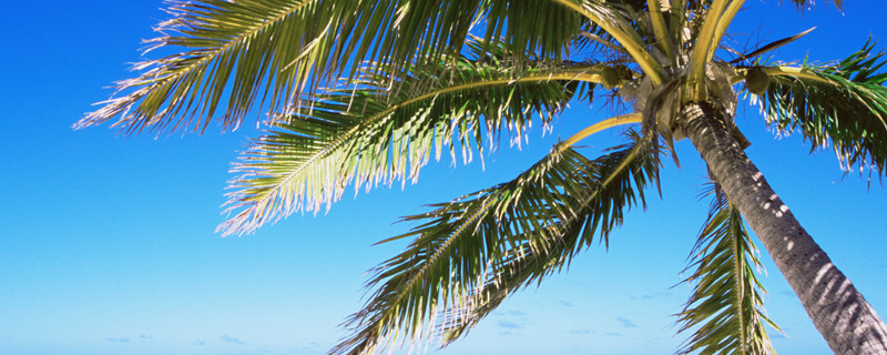 老茎生花的原因 老茎生花是什么现象