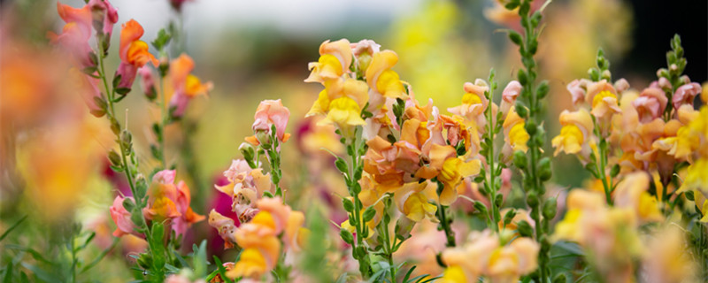 金鱼草花语 金鱼草花语标题