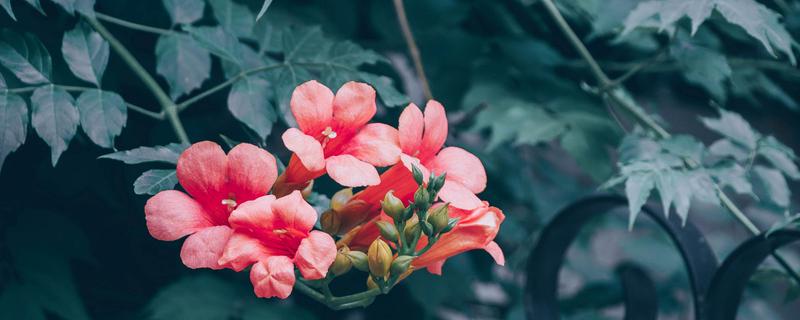 凌霄花如何种植（凌霄花怎么繁植）