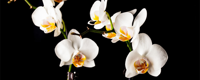 兰花浇水多久一次（兰花浇水多长时间浇一次）