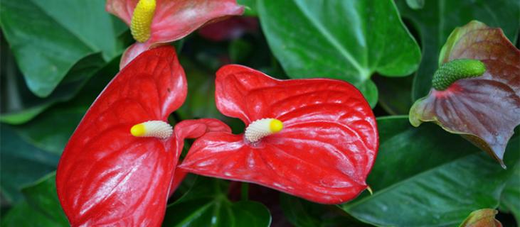 红掌的养殖方法和注意事项(水培红掌的养殖方法和注意事项)