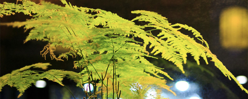 文竹喜阴还是喜阳 文竹是阴性还是阳性