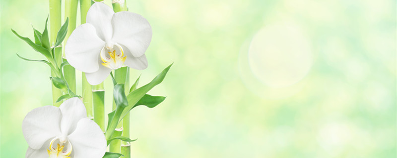 白兰花花语(白兰花花语象征与寓意)