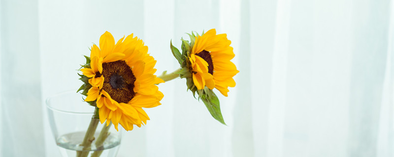 向日葵毕业花束的花语 毕业季向日葵向日葵花束