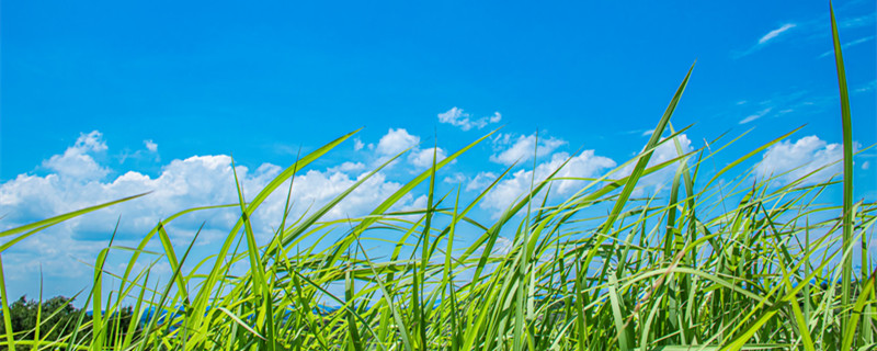 万年青叶子发黄下垂的补救方法 花叶万年青发黄下垂