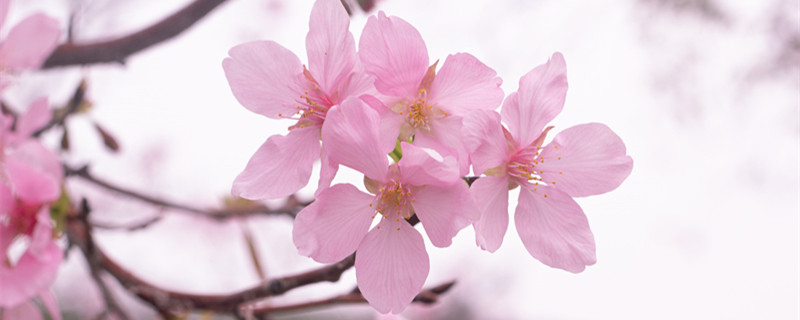 樱草的花语及传说 樱花草的花语