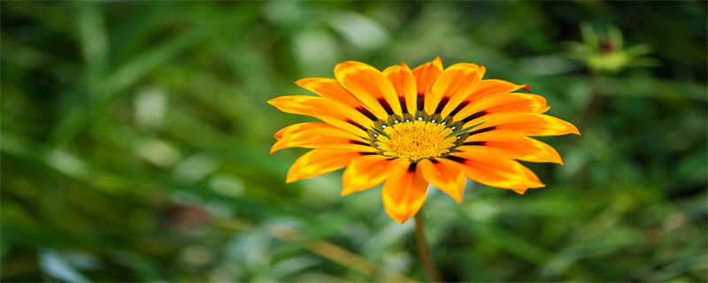 非洲菊花语（黄色非洲菊花语）