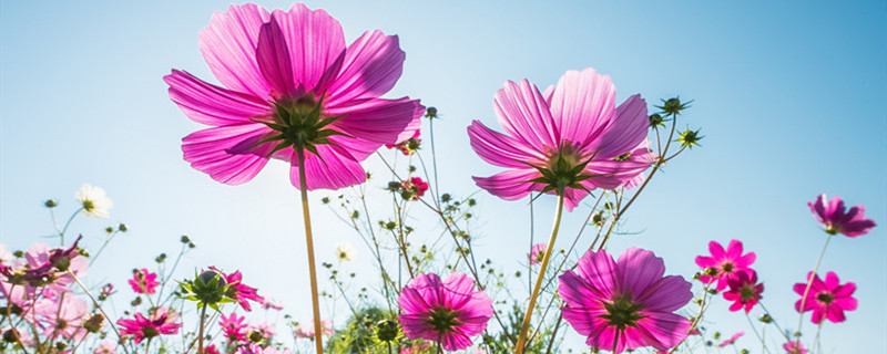 波斯菊种子怎么种 波斯菊种子怎么种容易发芽