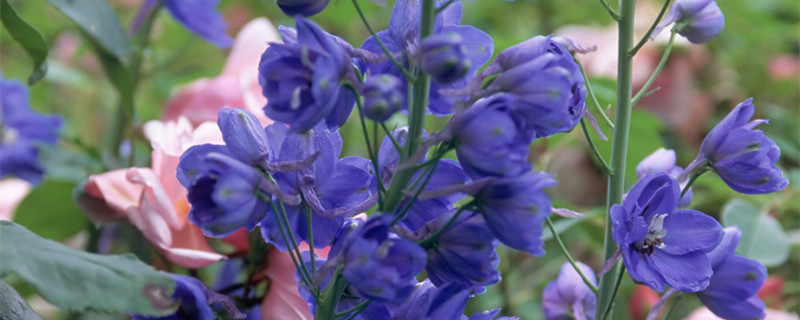飞燕草的种植方法和注意事项 飞燕草的种植方法和注意事项视频