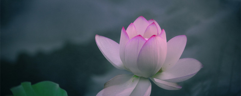 蓝莲花想表达的意思 蓝莲花是什么意思呢