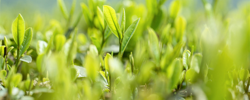 纸巾催芽法（纸巾催芽法图解(完整版）