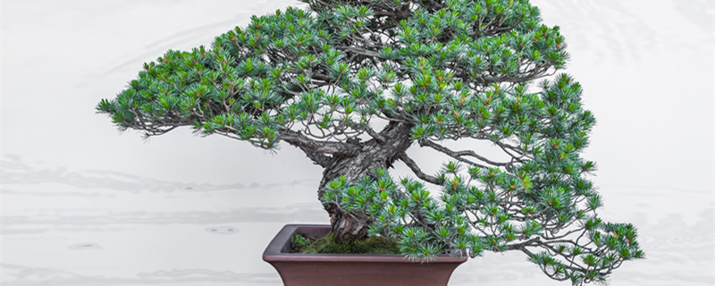 南洋杉盆景图片(南洋杉树盆景图片)