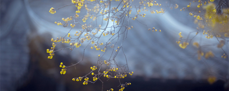 梅花花语（梅花的花语和象征和精神）