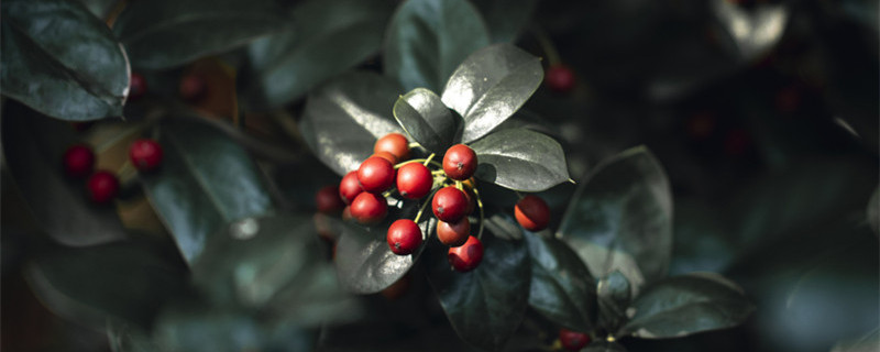 栒子盆景的养殖方法及其土壤 栒子盆景怎么养护