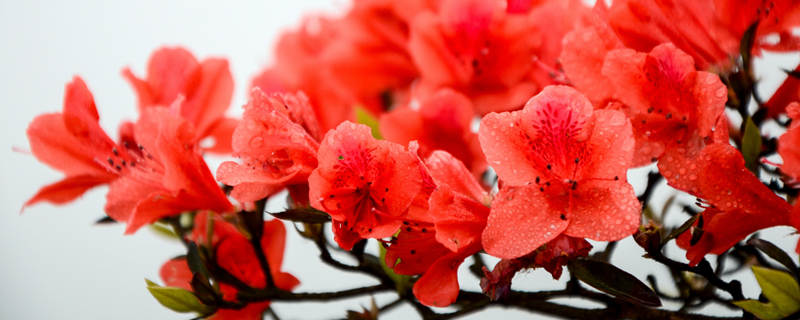 杜鹃花语（黄山杜鹃花语）