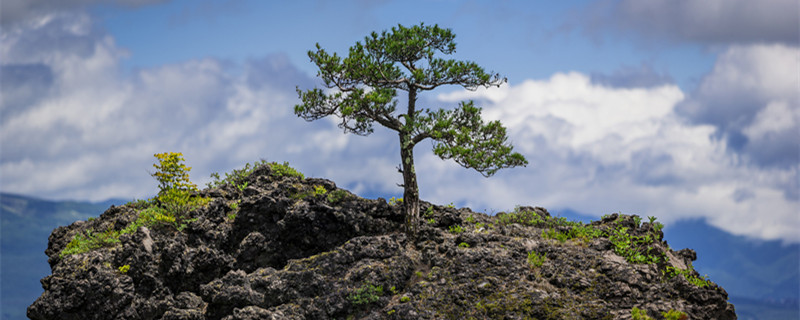 罗汉松叶片逐渐枯萎的原因 罗汉松为何会枯叶