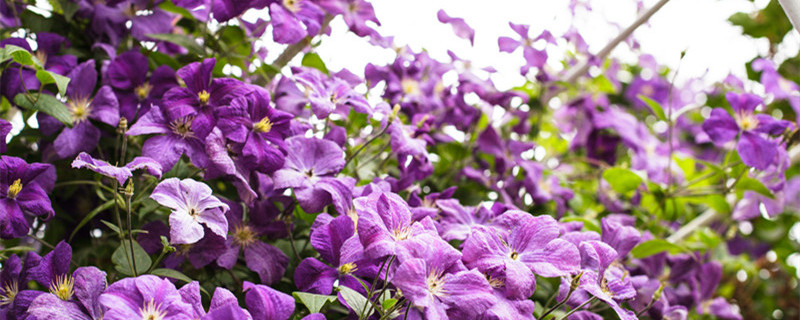 铁线莲乌托邦的养殖方法和注意事项 铁线莲怎么养殖方法