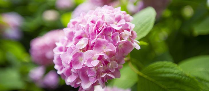 绣球花如何扦插什么季节扦插（绣球花扦插最佳时间）