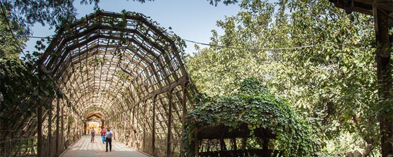 司藤是什么植物（司藤是一种植物吗）