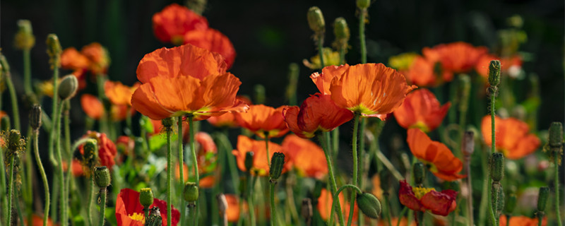 虞美人花种子播种方法 虞美人种子的种植方法和注意事项