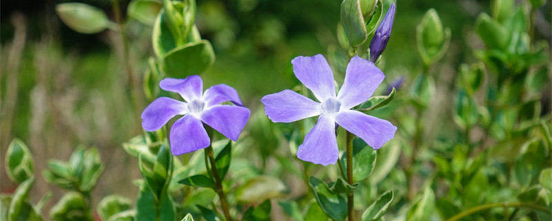 长春花如何播种（长春花如何播种 长春花的繁殖方法）