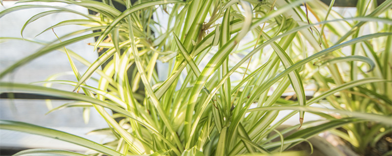 甲霜恶霉灵兰花杀菌方法 杀菌剂甲霜恶霉灵