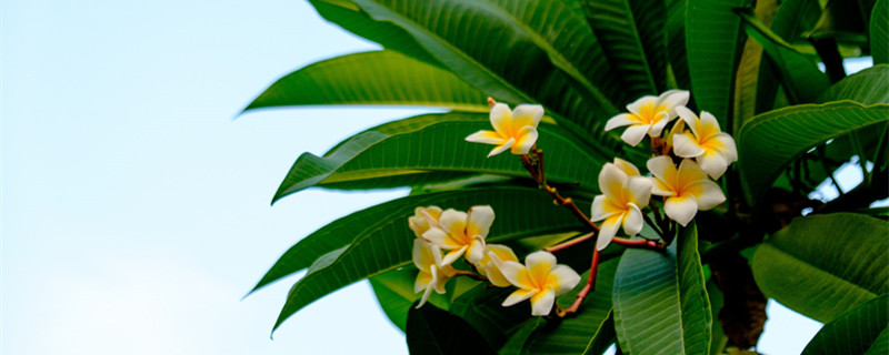 鸡蛋花是什么花(鸡蛋花是什么花图片)