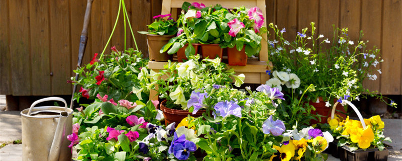 五瓣莲的养殖方法和注意事项 五瓣莲的种植方法