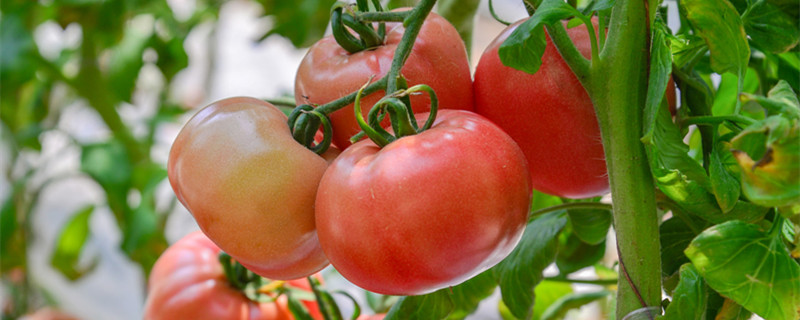 西红柿叶子太茂盛怎么办(西红柿长得太茂盛怎么办)