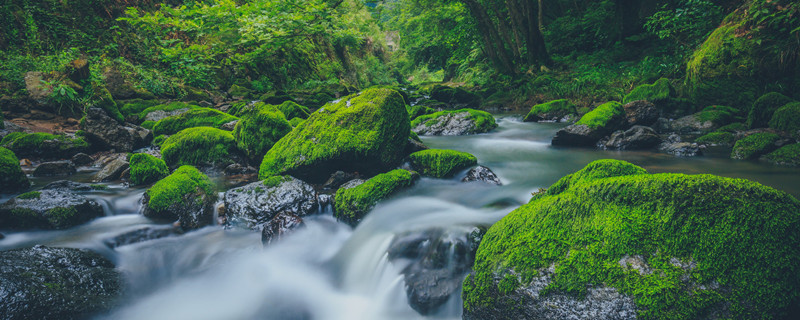 青苔如何辨别方向 怎样根据青苔辨别方向