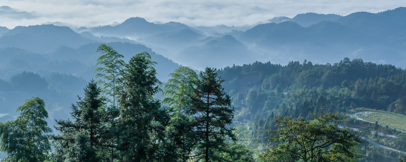 裸子植物是单子叶还是双子叶 裸子植物也分单子叶和双子叶吗