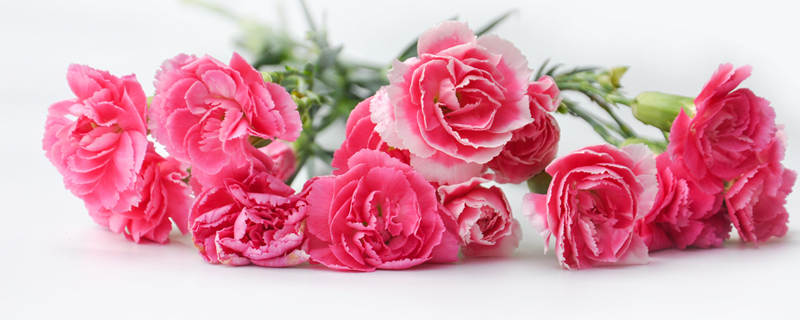 教师节送什么鲜花好 教师节送鲜花送什么花