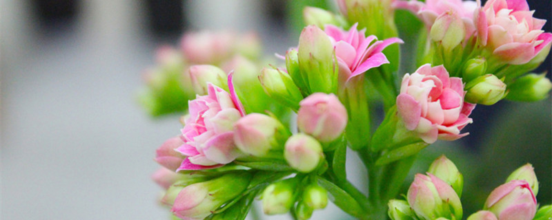 长寿花花期多长 长寿花花期多长时间浇一次水