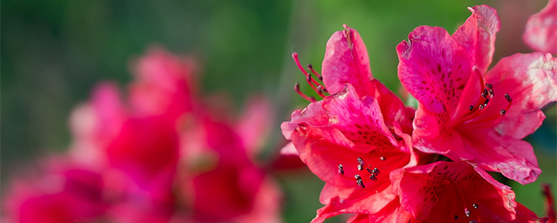 杜鹃花怎么养家庭养法 杜鹃花怎么养家庭养法浇什么水