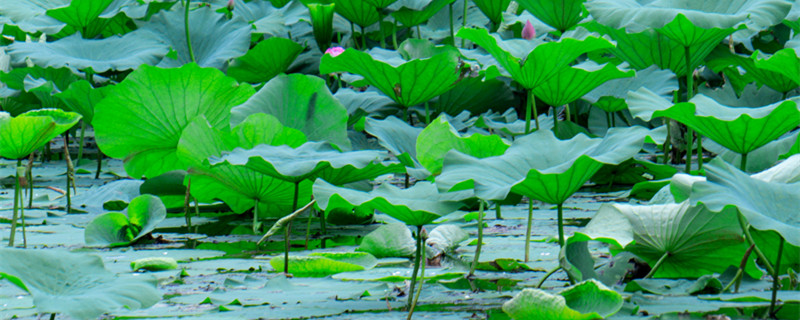 莲花的象征意义（澳门莲花的象征意义）