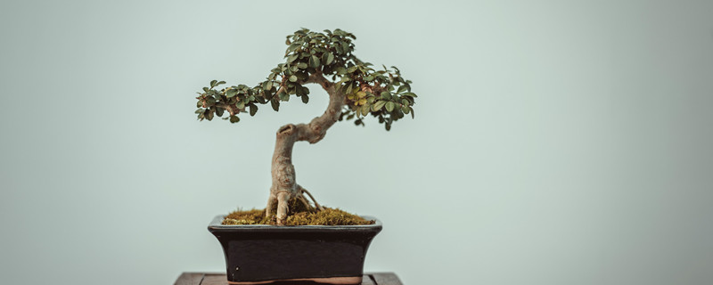 人参榕树盆景掉叶子怎么办（人参榕树盆景叶子干枯怎么办）