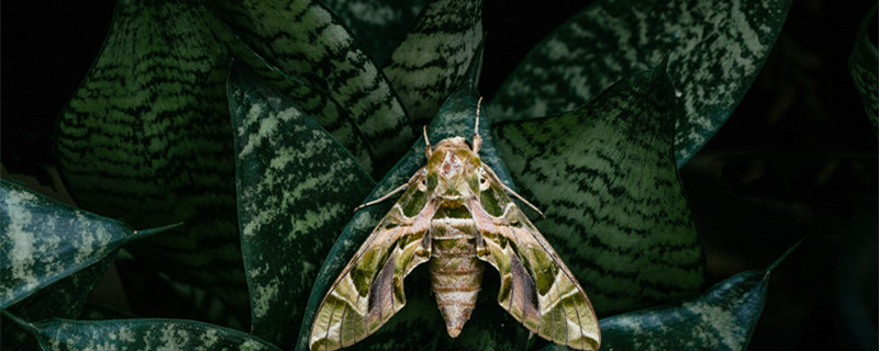 花土里有小飞虫怎么办 快速除花土小黑飞虫