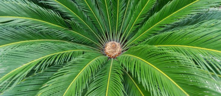 铁树的养殖方法 铁树的养殖方法与繁殖