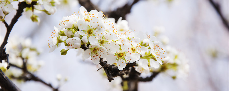 梨花是什么季节开的（迎春花是什么季节开的）
