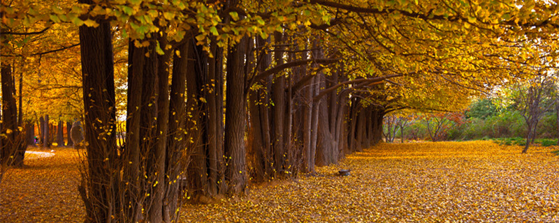 气象树是什么树（神奇的“气象树”）