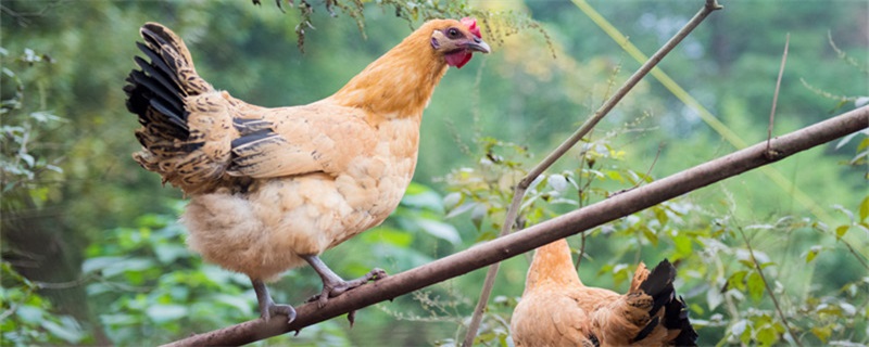 土鸡养殖方法 土鸡放养技术
