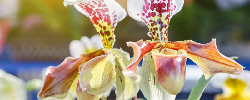 猴面小龙兰什么时候开花（猴面兰花什么时候开花）