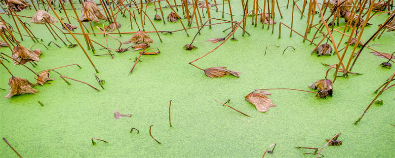 褐藻和绿藻的区别（褐藻和甲藻区别）