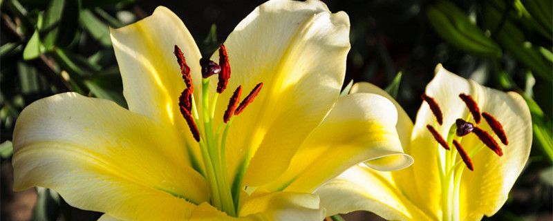 百合种球发芽后怎么养 已经发芽的百合花球怎么种植