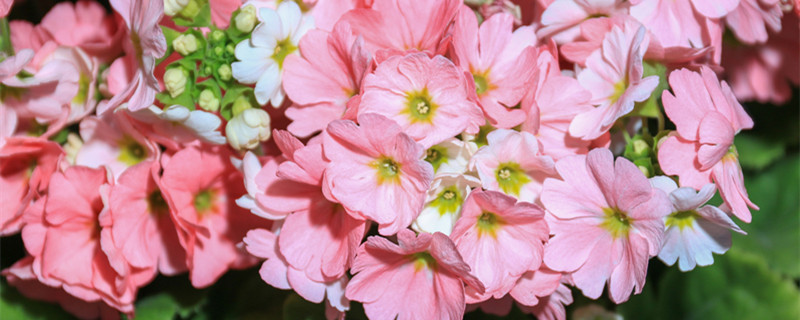 天竺葵怎么养（天竺葵怎么养护）